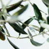 Oliven Blätter