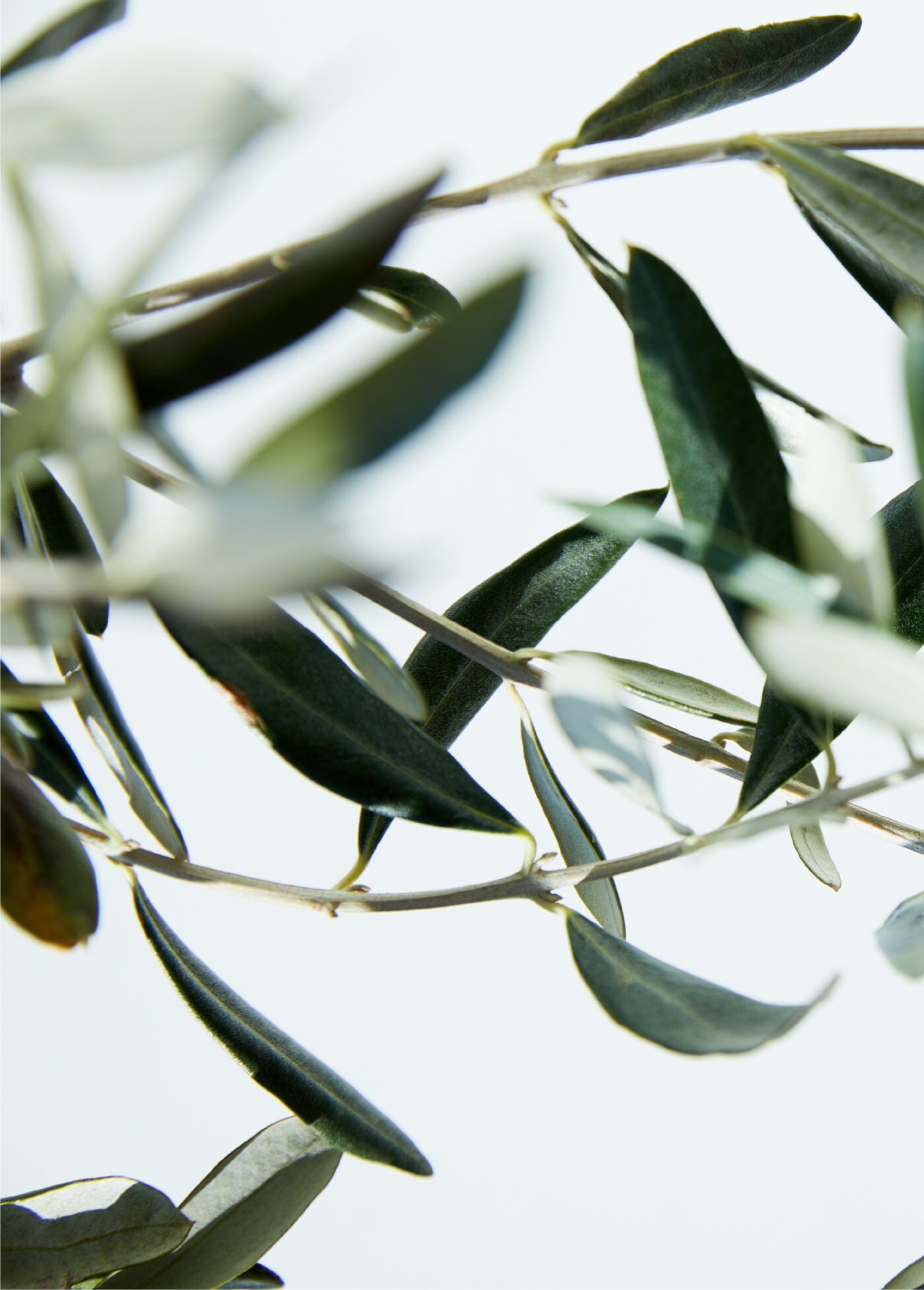 Oliven Blätter